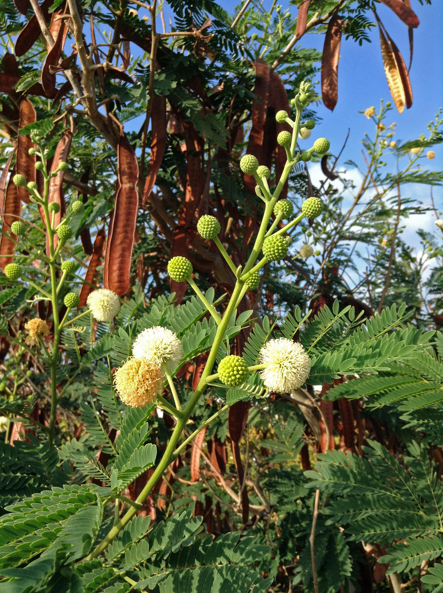 Leucaena leucocephala